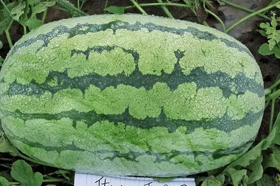 西瓜只为夏天而生吗？