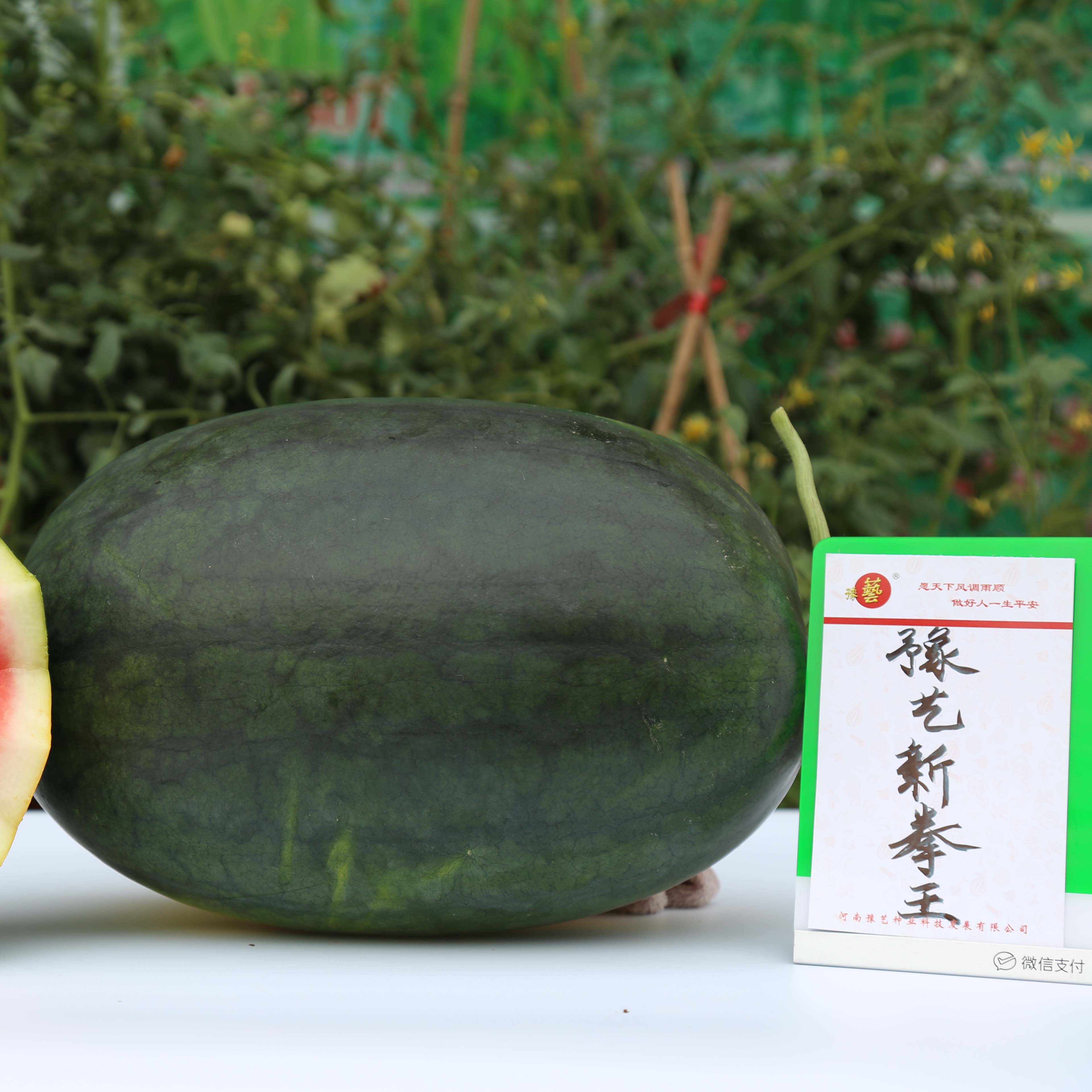 天辰娱乐新拳王