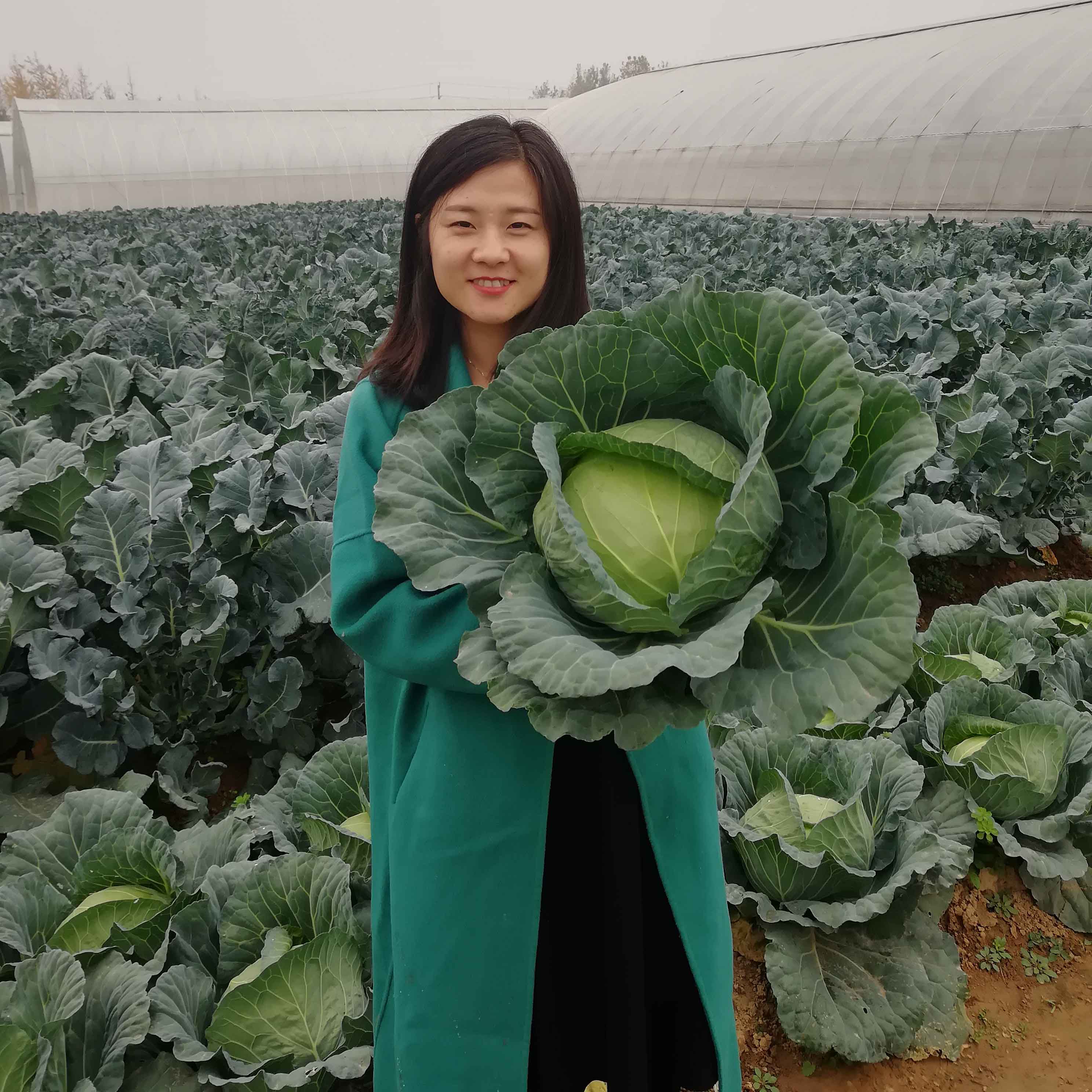 天辰娱乐水果甘蓝