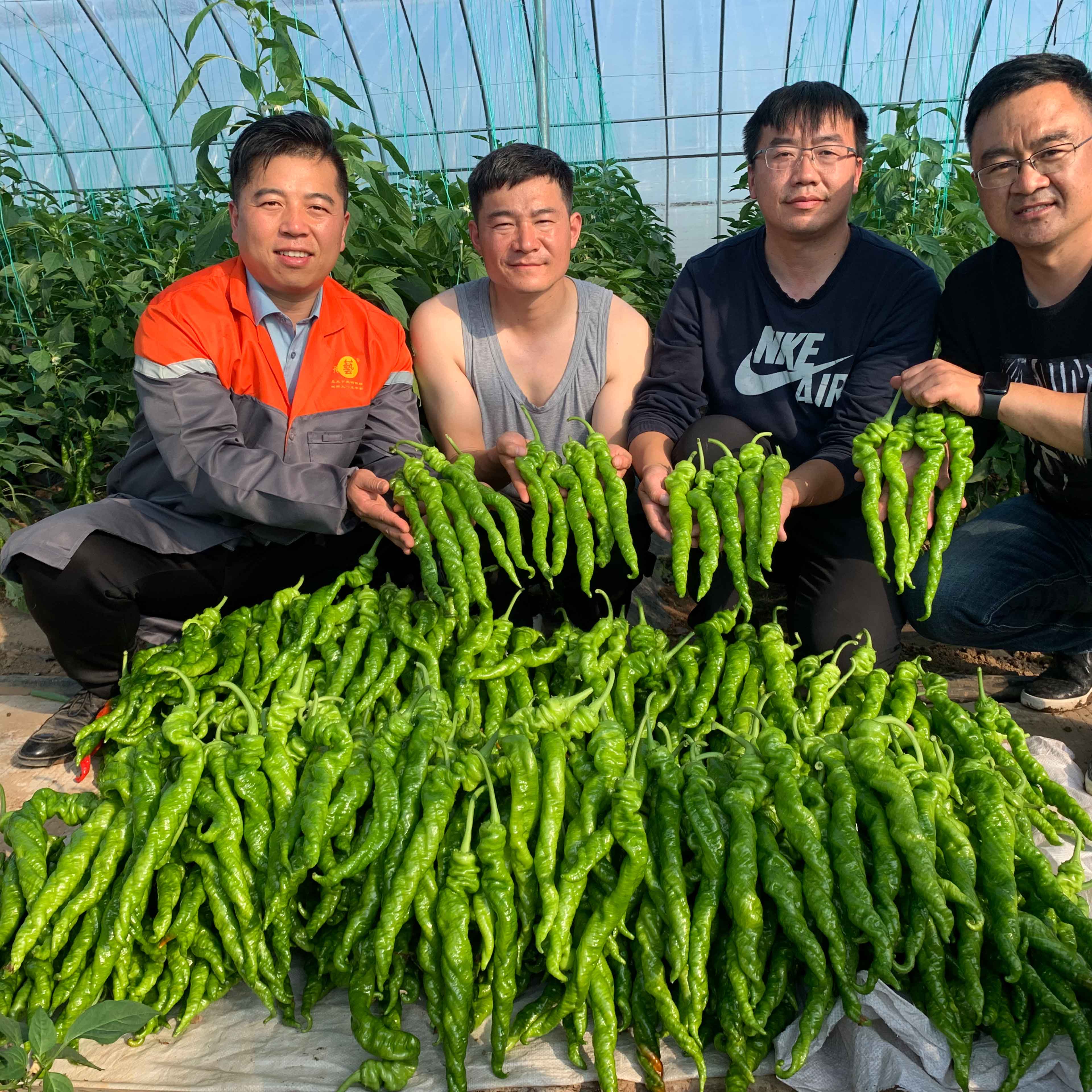 天辰娱乐大 麻花