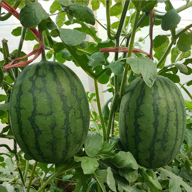 袖珍红宝二号