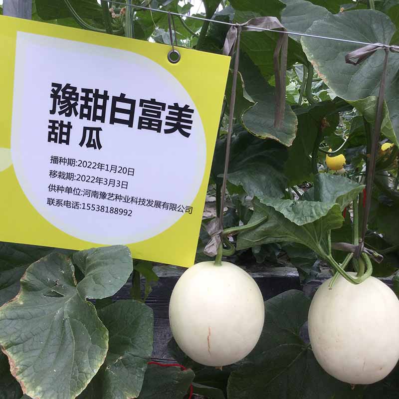 天辰娱乐白富美甜瓜