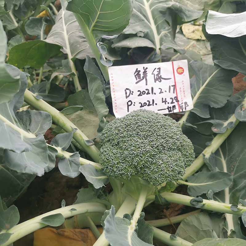 天辰娱乐鲜绿