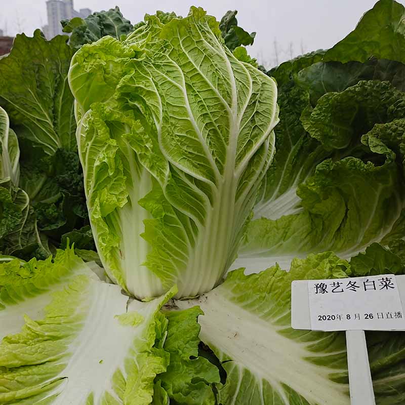 天辰娱乐冬白菜