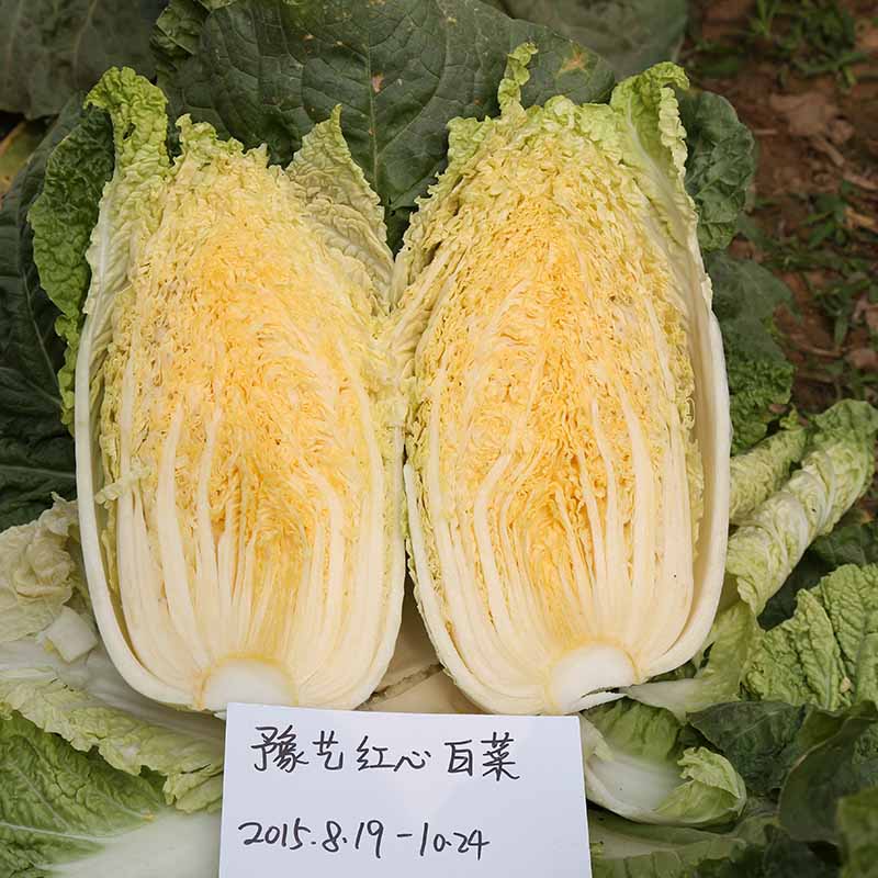 天辰娱乐红心白菜
