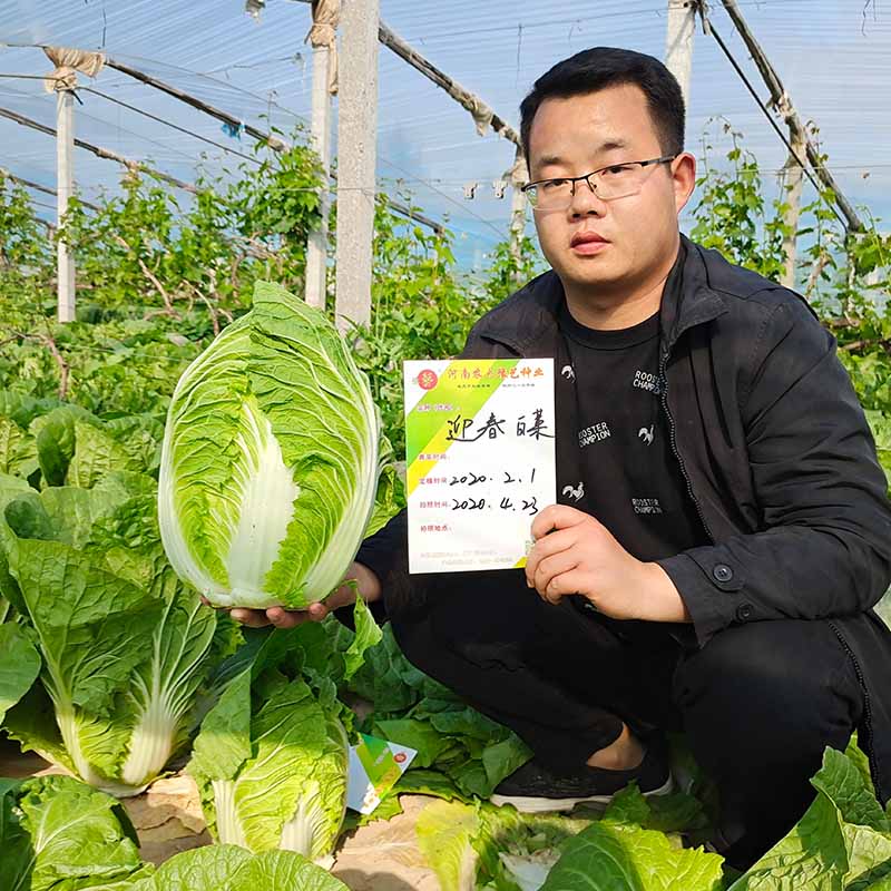 天辰娱乐迎春白菜