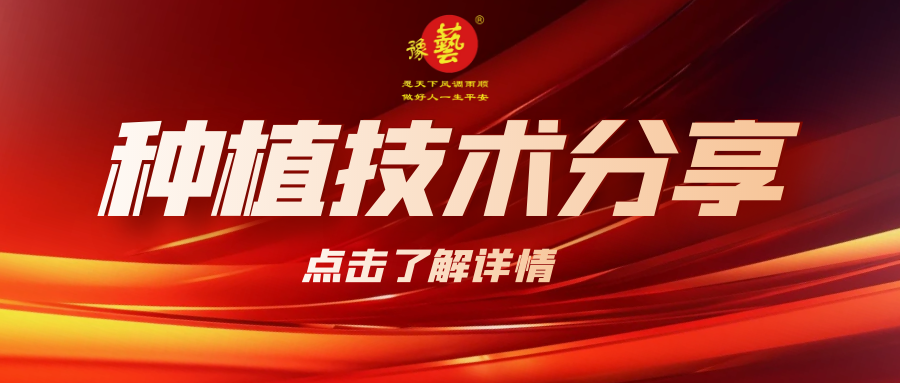 要想种出精品率高的胡萝卜，这7点要注意！
