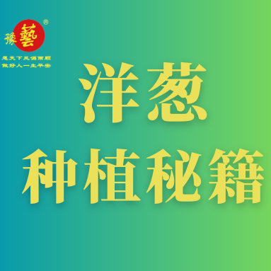 洋葱种植秘籍：掌握这八点，种出优质洋葱！